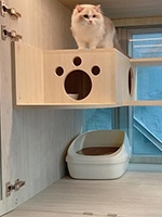 九龍區寵物酒店推介-Meow Me Diary寵物美容貓酒店|油尖旺區